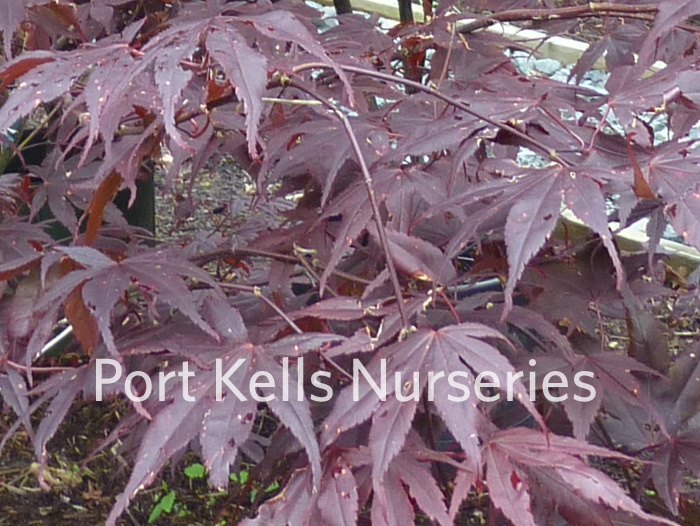 Common Name: Maple - Bloodgood red japanese maple bloodgood. Common Name: Maple - Bloodgood